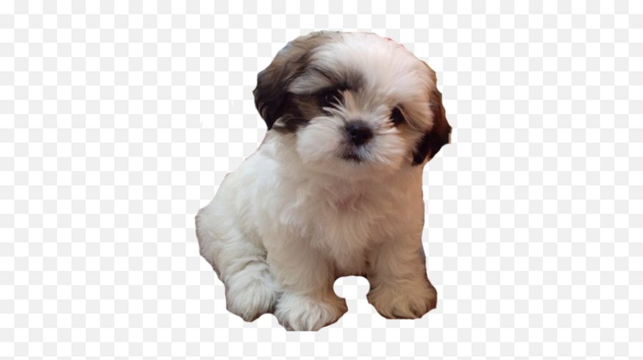 Download Dog Free Png Transparent Image And Clipart - Baby Shih Tzu Puppies Emoji,Dog Clipart Transparent Background