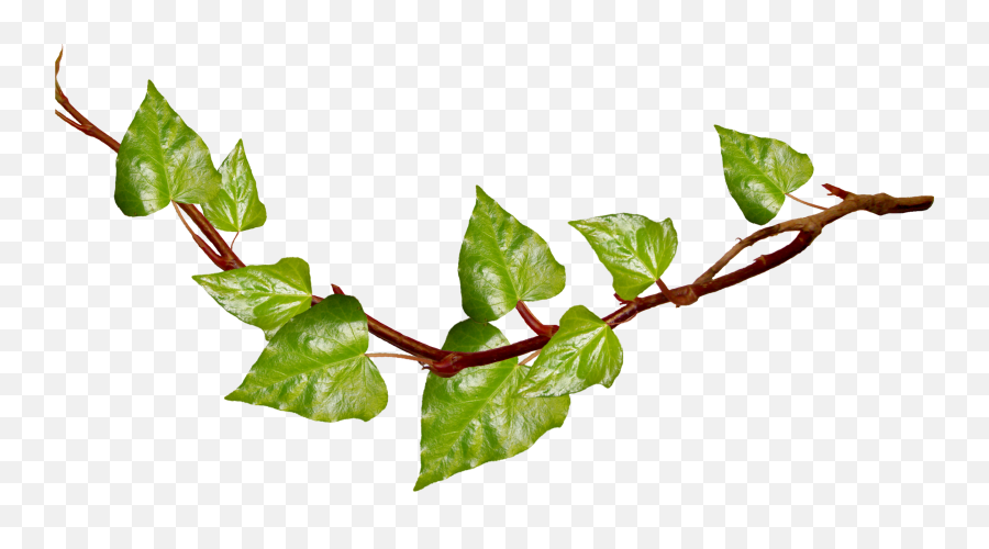 Ivy Leaf Vine Clipart - Clipart Best Clipart Best Transparent Branch With Leaves Emoji,Vine Clipart