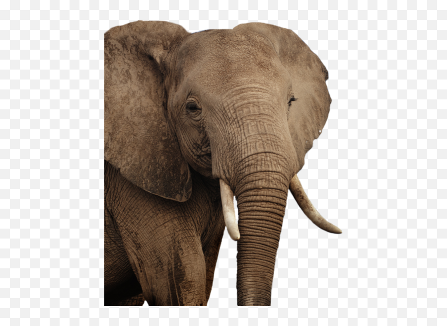 Elephant Png Clipart - Elephant Look Emoji,Elephant Png