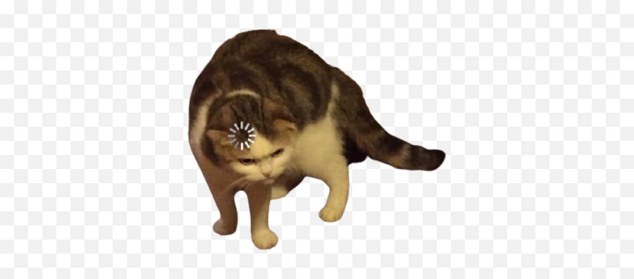 Loading Cat Transparent Blank Template - Imgflip Emoji,Cat Transparent Png