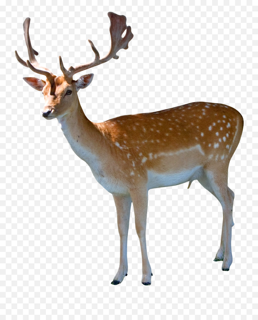 Deer Png Image Emoji,Deer Png