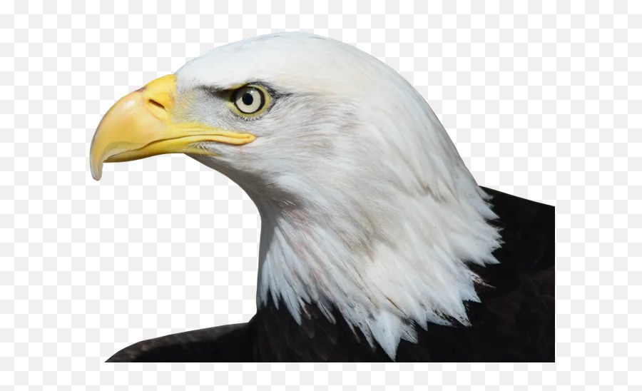 Pin On Png Images - Transparent American Eagle Head Emoji,Bald Eagle Clipart