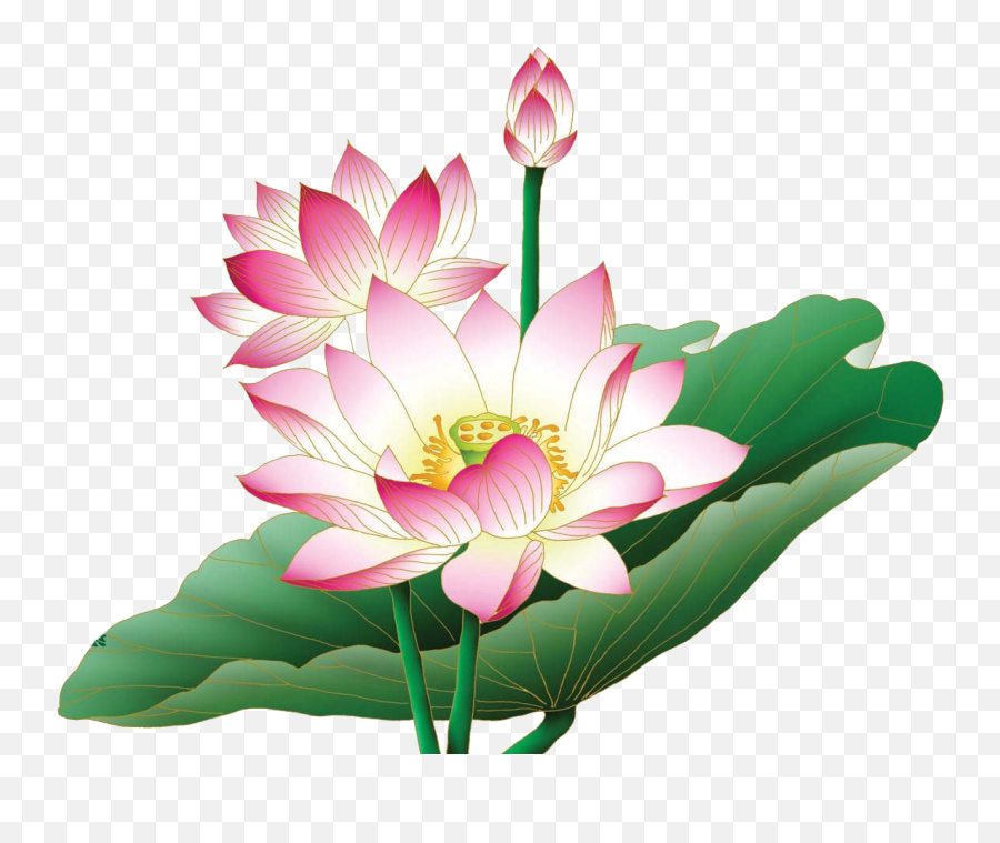 Lotus Flower Png Lotus Flower Png - Lotus Flower Hd Png Emoji,Lotus Flower Png