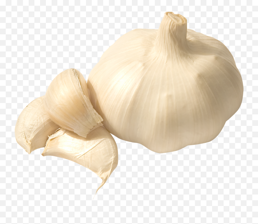Download Garlic Png Image For Free - Garlic Png Emoji,Garlic Png