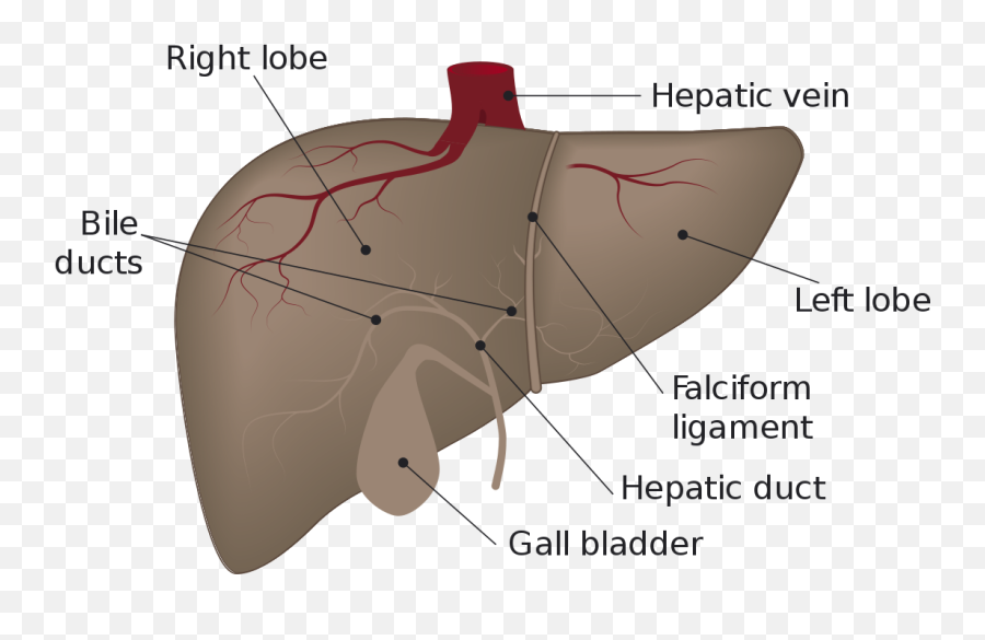 Liver Diagram - Liver Diagram Emoji,Liver Png