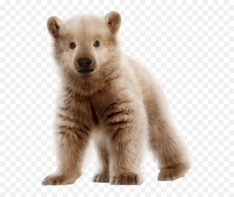 Bear Bears Cub Cubs Sticker By Territales - Bear Cub Transparent Background Emoji,Cubs Bear Logo