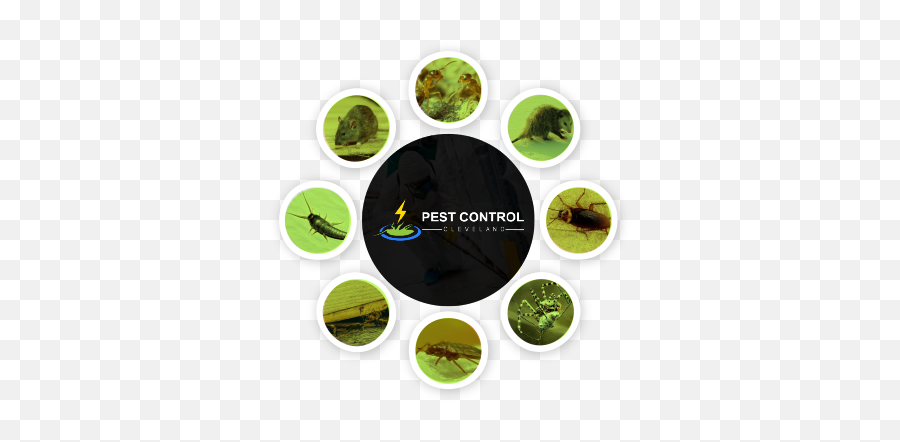 Pest Control Cleveland Guaranteed Pest Removal Call 07 - Pest Control Emoji,Cleveland Spiders Logo