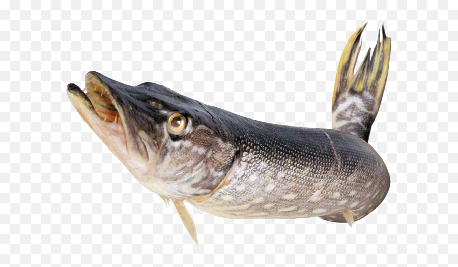 Tags - Fish Png Free Png Images Starpng Emoji,Fish Food Clipart