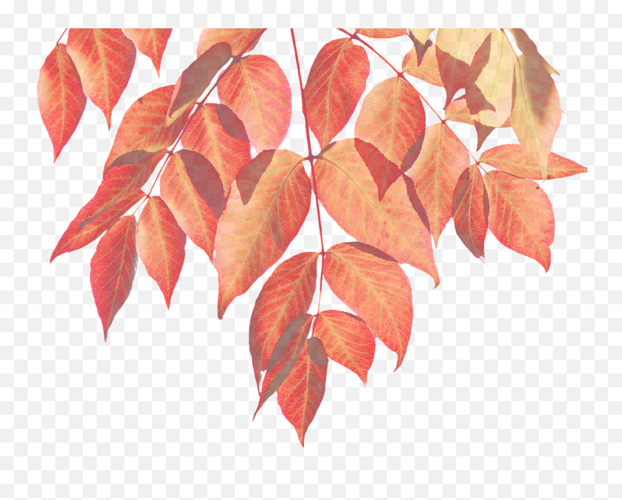 Download Hd Fall Watercolor Leaves Png - Transparent Watercolor Fall Leaves Emoji,Watercolor Leaves Png