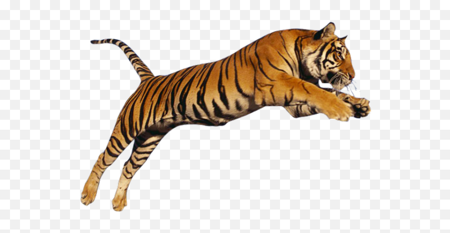 Tiger Hd Png U0026 Free Tiger Hdpng Transparent Images 61859 Emoji,Tiger Transparent Background