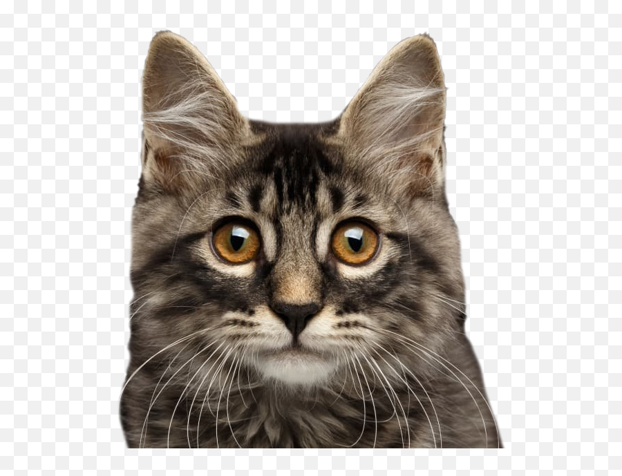Cat Transparent Background - Cat Different Transparent Background Emoji,Cat Transparent