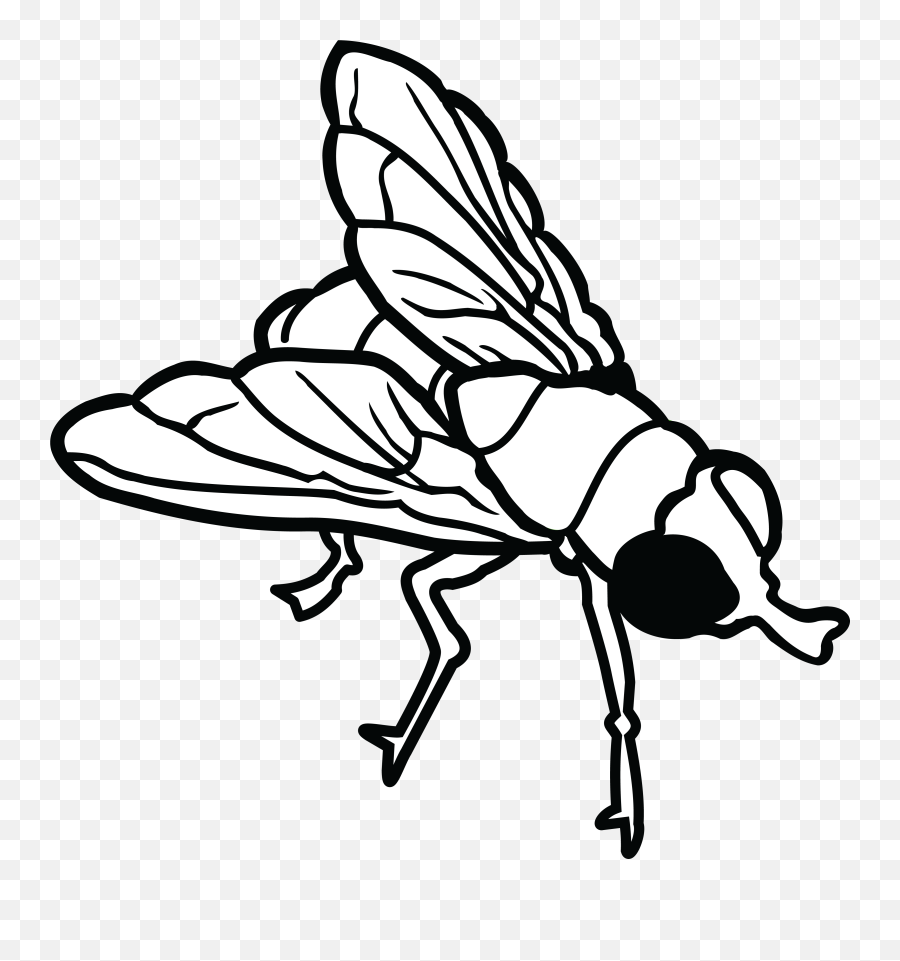 Free Clipart Of A Fly Fly Clipart Black - House Fly Flies Clip Art Black And White Emoji,Fly Clipart