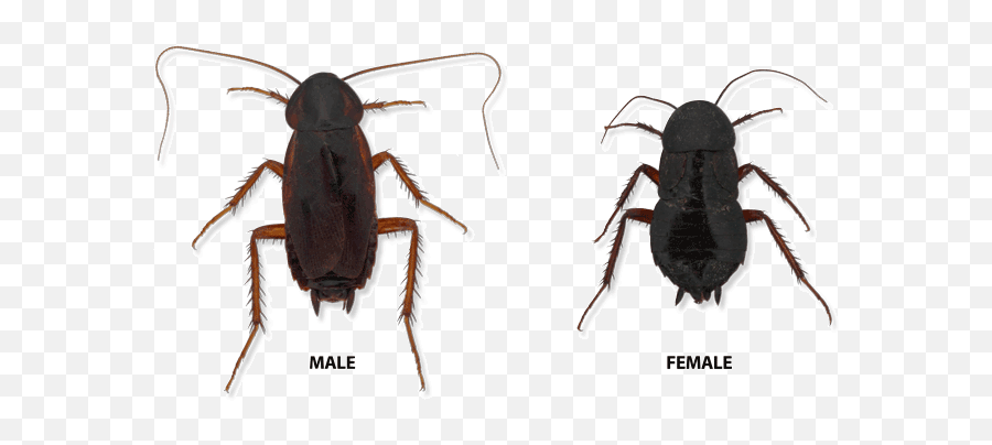 Download Oriental Cockroach Male And - Parasitism Emoji,Cockroach Png