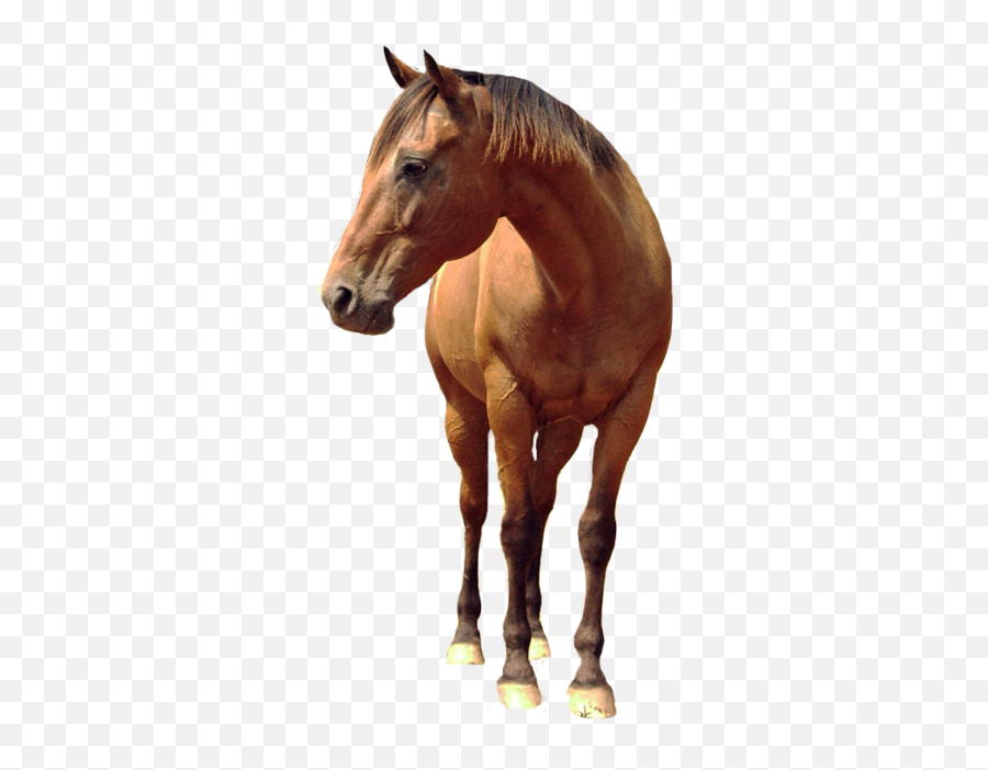 Download Horse Png 6 Hq Png Image - Horse Photo Editing Emoji,Horse Png