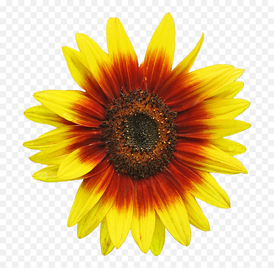 Free Sunflower Clipart Image 2 Clip Art - Clipart Sunflower Emoji,Sunflower Clipart