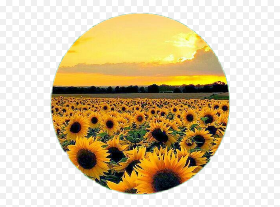 Sunflower Png Images Transparent Free Download Pngmartcom Emoji,Sunflower Garden Clipart