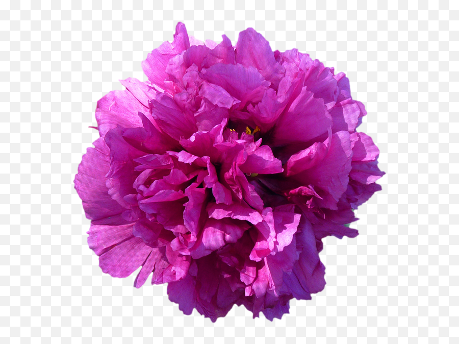 Red Peony Isolated Flower Blossom Bloom - 20 Inch By 30 Inch Emoji,Purple Flower Transparent Background