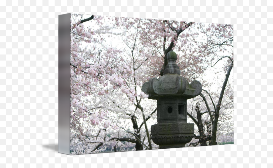 Cherry Blossom With Japanese Lantern Photo By William Luo Emoji,Japanese Cherry Blossom Png