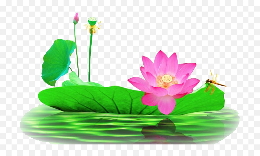 Lotus Flower Png Pic - Emergent Vegetation Emoji,Lotus Flower Png