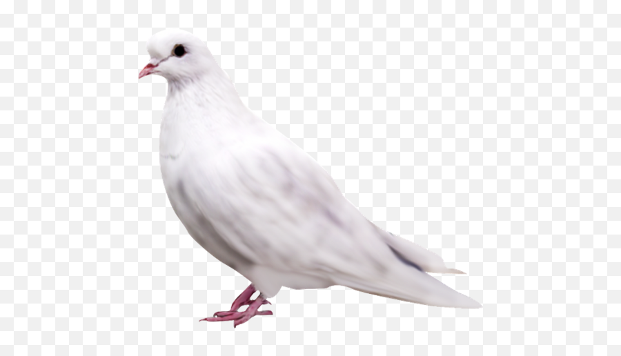 Pigeon Png Alpha Channel Clipart Images Pictures With - Transparent Bird Sitting Png Emoji,Pigeon Clipart