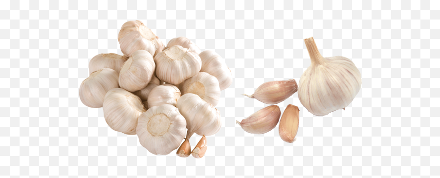 Garlic Png Alpha Channel Clipart Images - Garlic Hd Images Png Emoji,Garlic Png