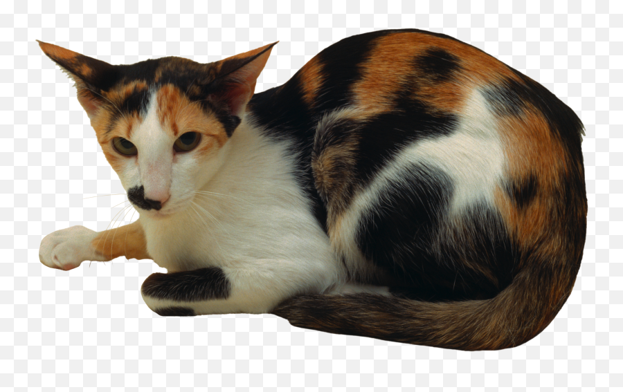Cat Png Resolution2734x1603 Transparent Png Image - Imgspng Emoji,Cat Transparent Png
