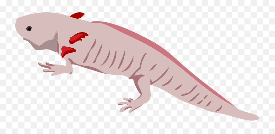 Mexican Salamander Clipart Free Download Transparent Png - Animal Figure Emoji,Mexican Clipart