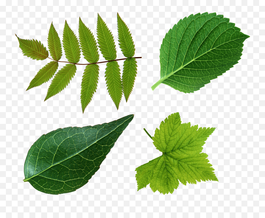 Download Green Leaf Png Hq Png Image - Green Leaves Leaf Png Emoji,Green Leaves Png