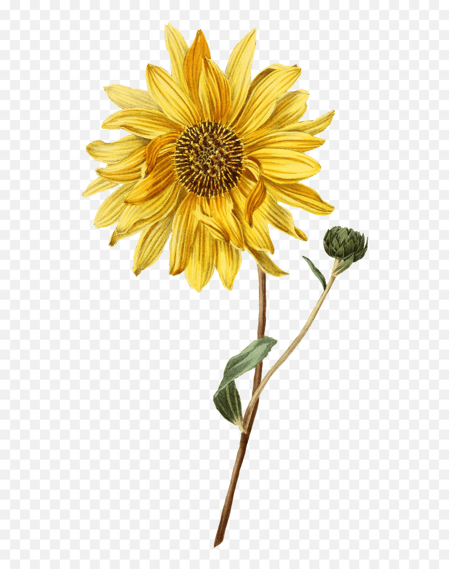 Download Sunflower And Bud Transparent Png - Stickpng Vintage Floral Illustrations Public Domain Emoji,Sunflowers Png