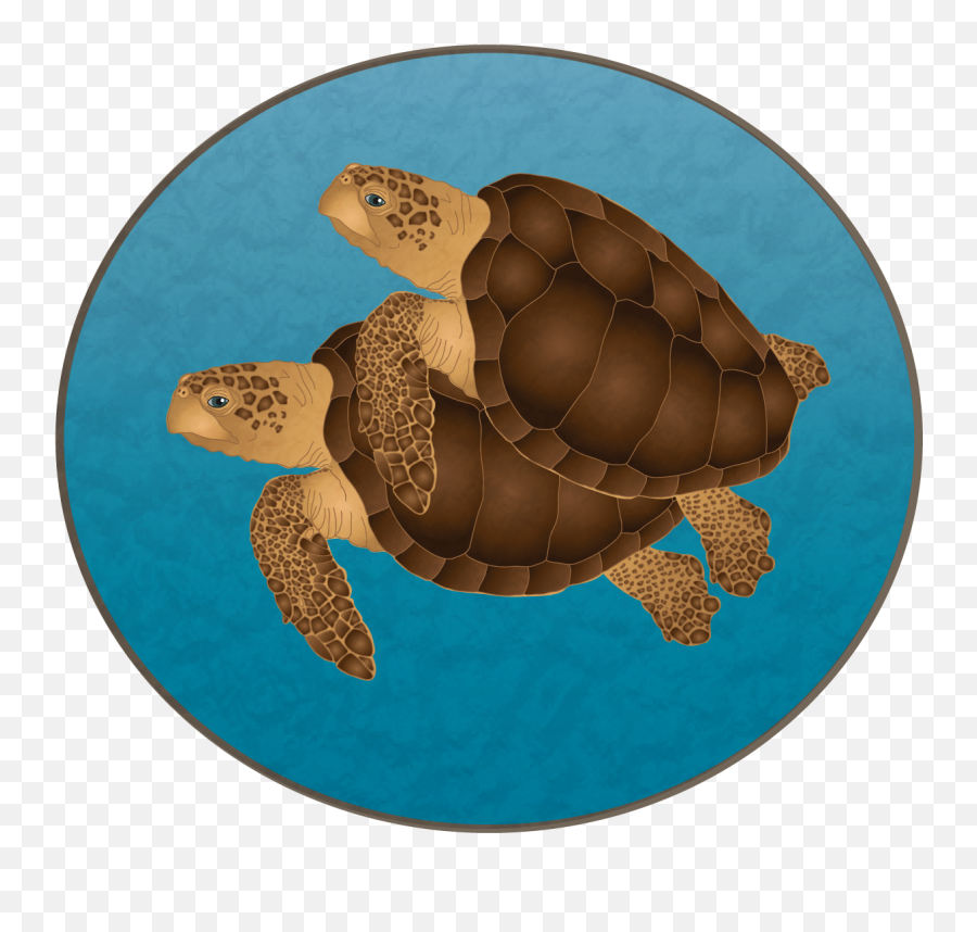 The Life Of A Loggerhead Turtle Two Oceans Aquarium - Escudo De La Cnop Emoji,Sea Turtle Clipart