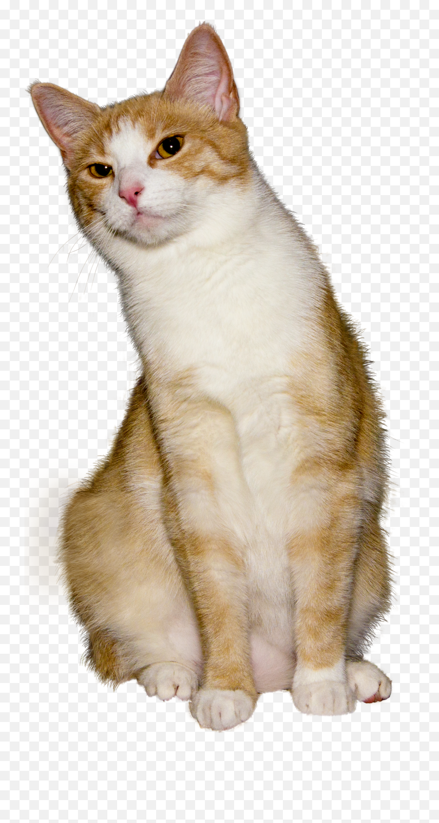 Cat Transparent Png Image - Domestic Cat Emoji,Cat Transparent