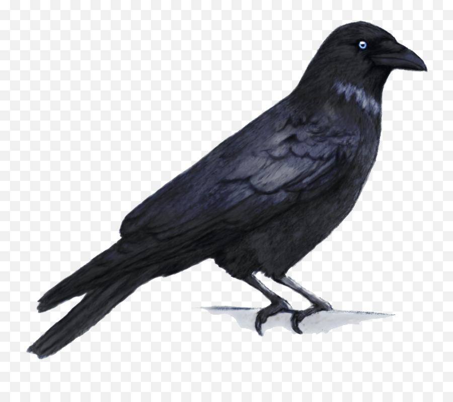 Download Crow Png Hq Png Image Emoji,Crow Transparent Background