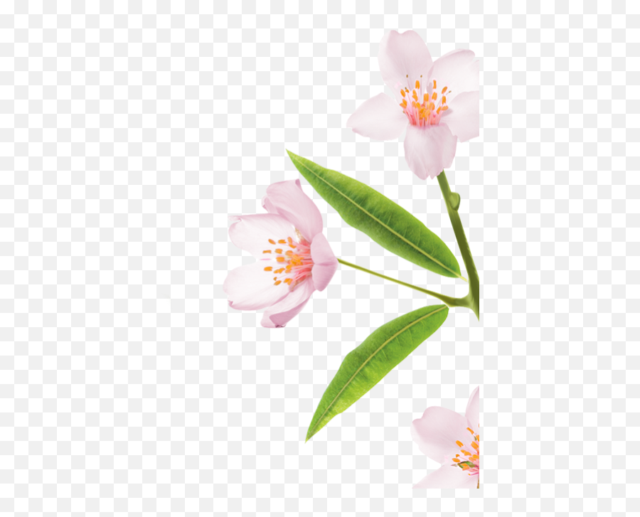 Hair Care Products For Softness And Hold With Almond Milk Emoji,Dogwood Flower Clipart