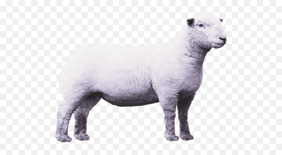 Lamb Png Images Transparent Free Download Pngmartcom Emoji,Sheep Transparent