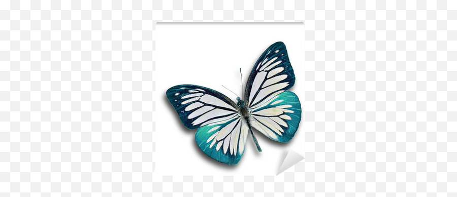 Blue Butterfly Flying Wall Mural U2022 Pixers - We Live To Change Emoji,Butterfly Flying Png