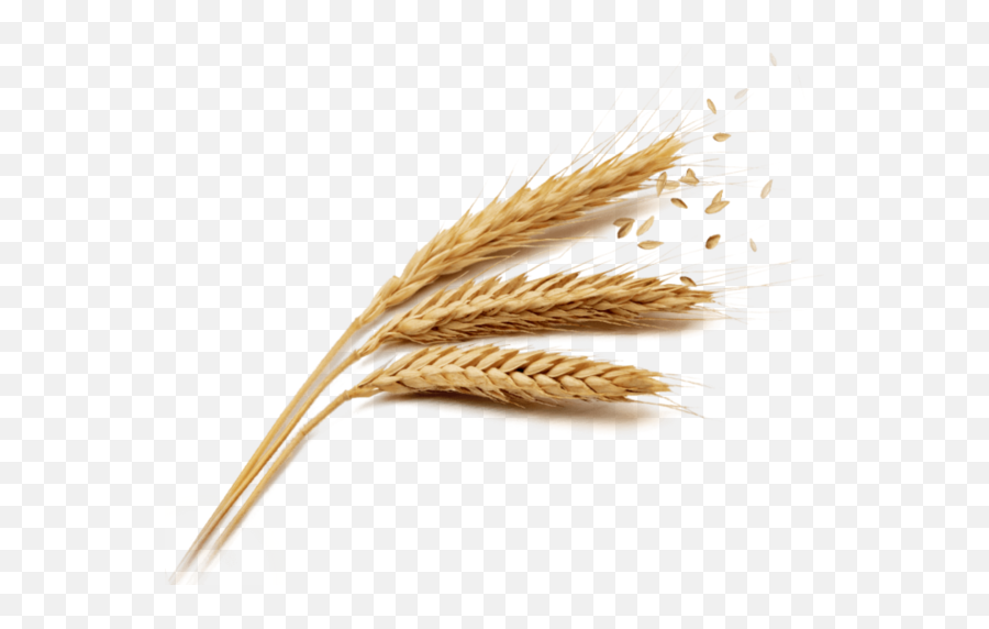 Wheat Rice Harvest Grass Family Whole Grain For Thanksgiving Emoji,Wheat Transparent
