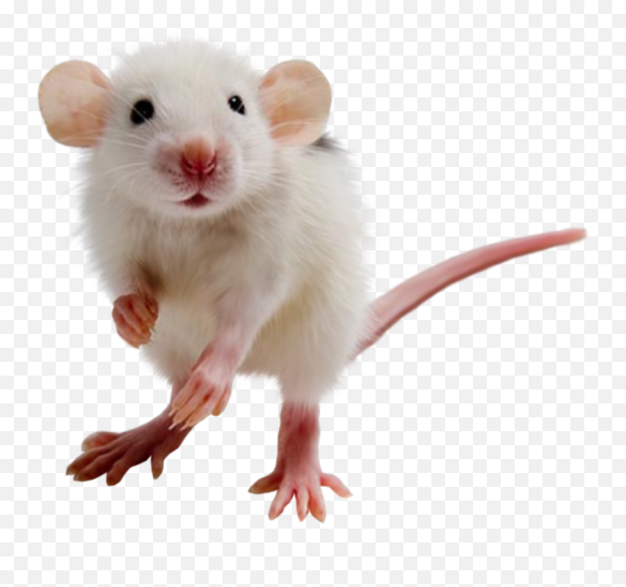 Rat Mouse Transparent Png Image - Rat Pfp Emoji,Rat Transparent Background