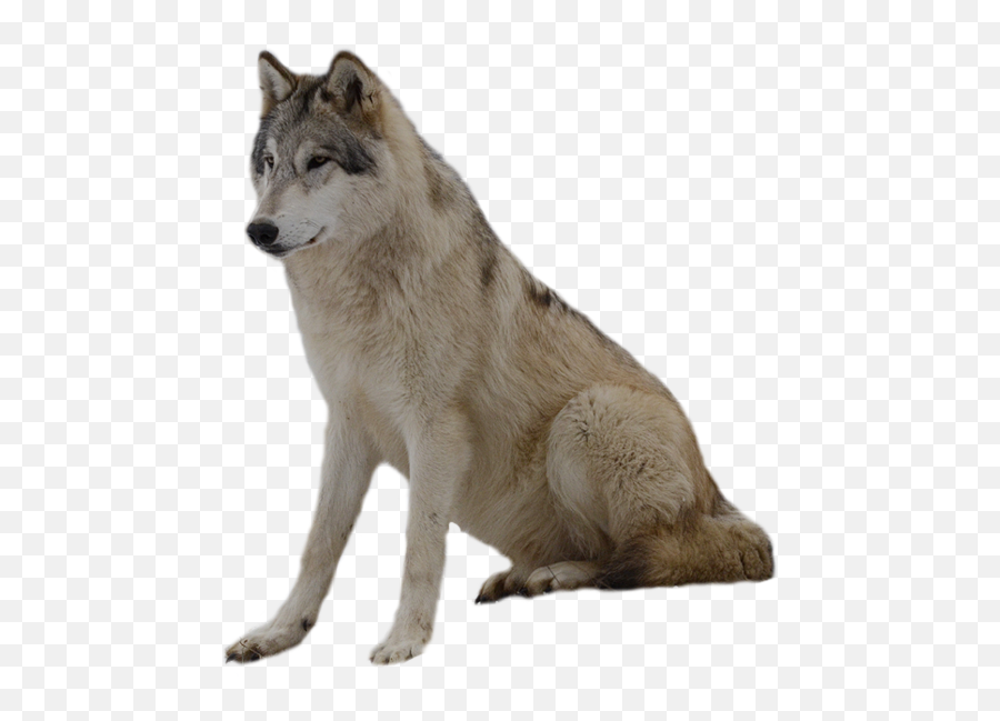 Grey Wolf Png Photos - Wolves Transparent Background Emoji,Wolf Png