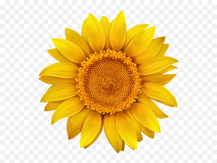 Sunflower - Pngtransparentimage The Kellie Duggan Foundation Clipart Sunflower Emoji,Transparent Sunflowers
