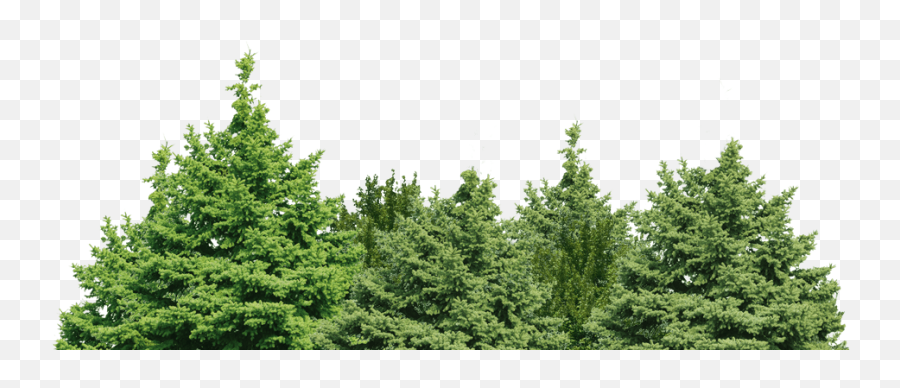 Finding Rapture Here On Earth Png Image - Fondos Arboles Png Emoji,Forest Clipart