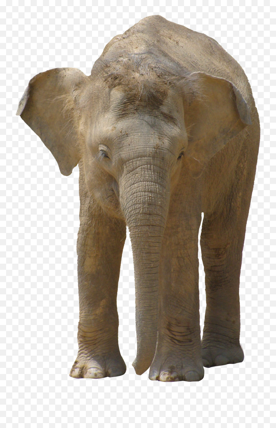 Elephant Png Image - Baby Elephant Transparent Emoji,Elephant Png