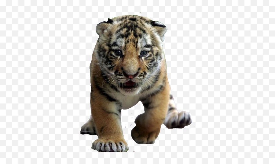 Download Free Png Filetiger Cubpng - Dlpngcom Tiger Life Emoji,Tiger Transparent Background