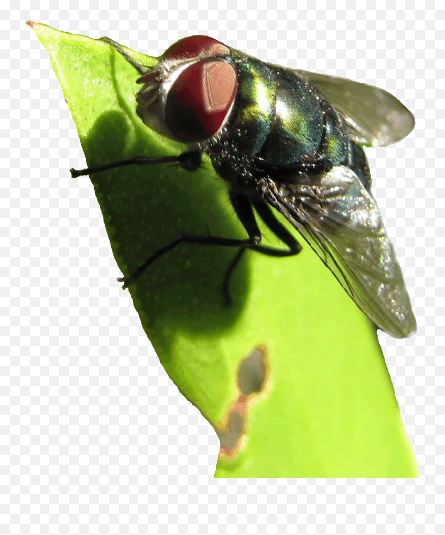 Green Fly Clipart Lge 14cm - Parasitism Emoji,Fly Clipart