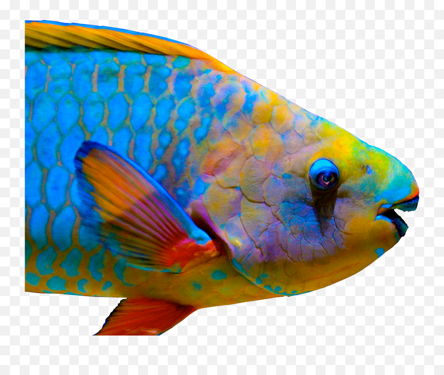 Around 1000 Miles South Of Hawaii A Team Of Researchers Emoji,Coral Reef Fish Clipart