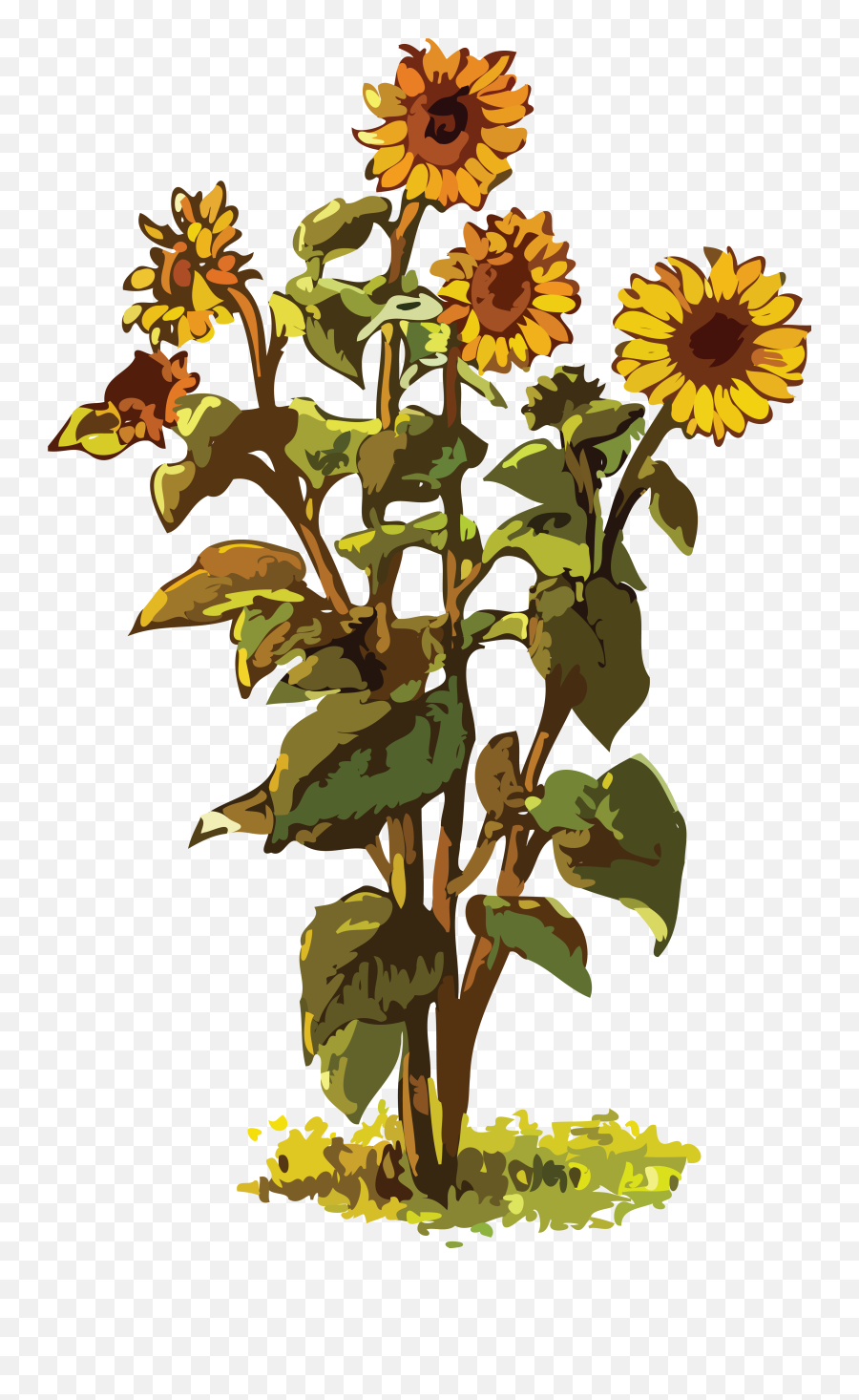 Download - Big Sunflower Plant Clipart Full Size Png Emoji,Plant Clipart Png