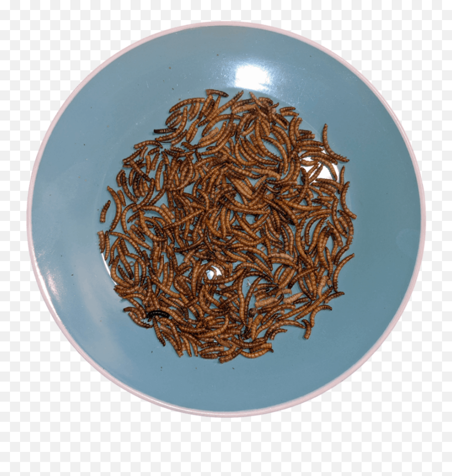 Can Baby Chicks Eat Mealworms Best Age To Feed Them Emoji,Baby Chick Png