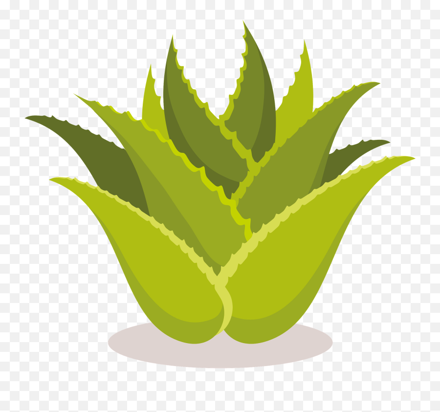 Aloe Vera Plant Clipart - Fresh Emoji,Succulent Clipart