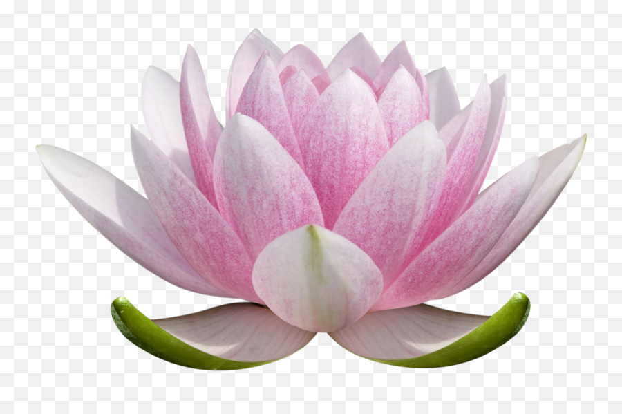 Lotus Flower Png - Transparent Lotus Flower Emoji,Lotus Flower Png