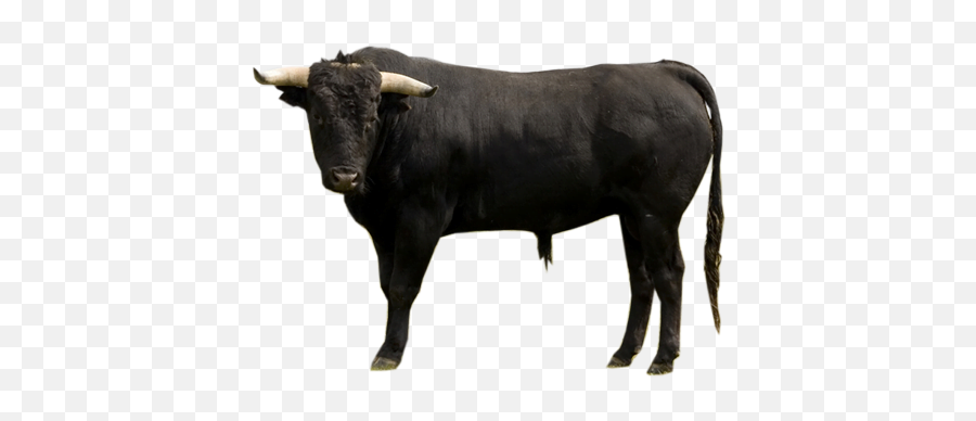 Bull Png Transparent Free Images - Spanish Bull Transparent Background Emoji,.png Meaning