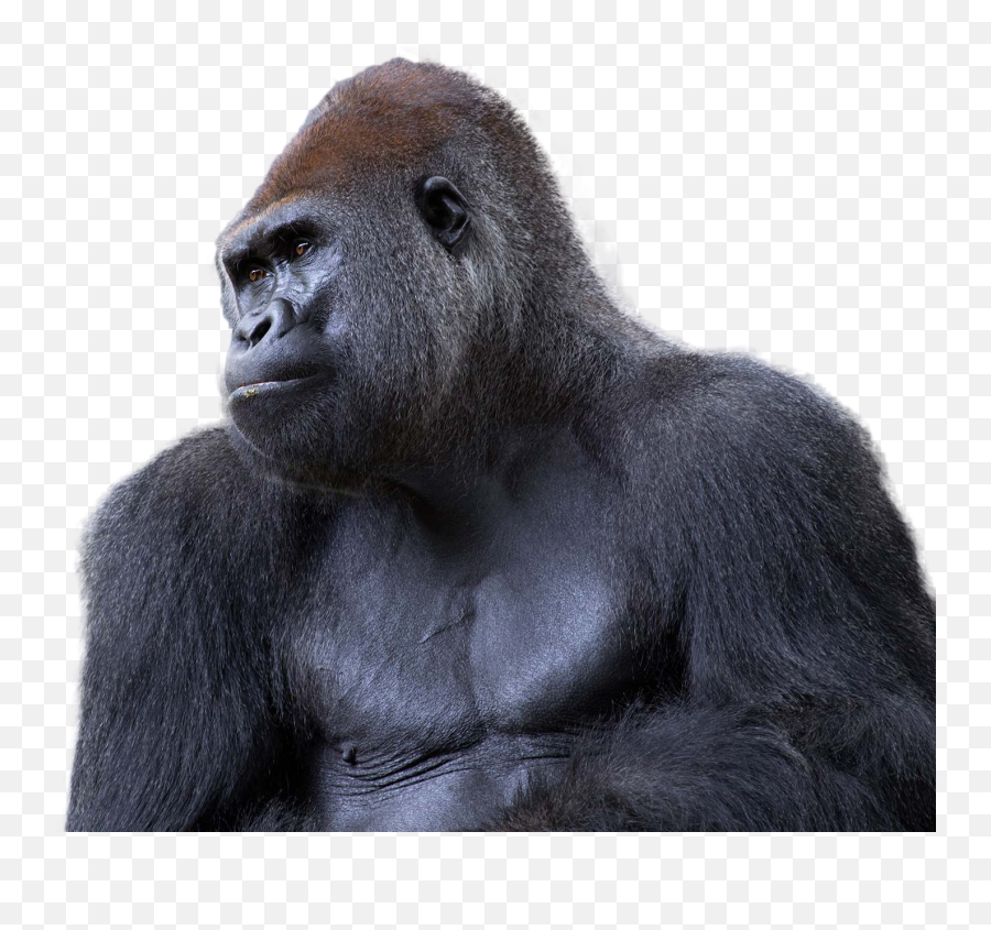 Gorilla Png Image 8 - Gorilla Ape Transparent Background Emoji,Gorilla Png